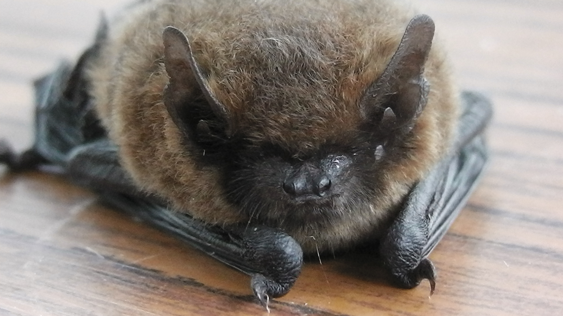 Hampshire Bat Group - Common Pipistrelle